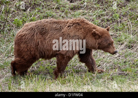Zimt-farbigen Schwarzbären (Ursus Americanus) Wandern, Yellowstone-Nationalpark, Wyoming, Vereinigte Staaten von Amerika Stockfoto