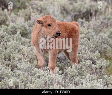 Bisons (Bison Bison) Kalb, Yellowstone-Nationalpark, Wyoming, Vereinigte Staaten von Amerika, Nordamerika Stockfoto