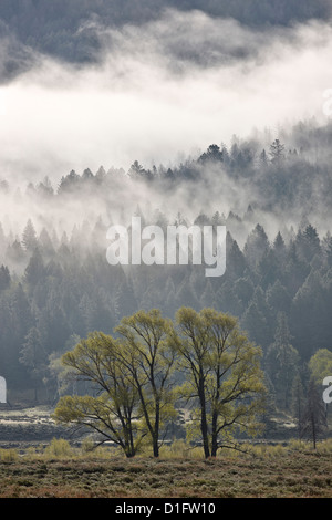Nebel, die Vermischung mit immergrünen Bäumen mit einige Pappeln, Yellowstone-Nationalpark, Wyoming, Vereinigte Staaten von Amerika Stockfoto