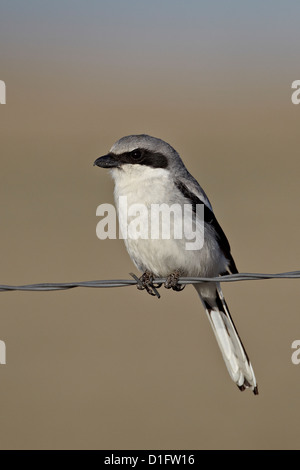 Unechte Würger (Lanius sich), Pawnee National Grassland, Colorado, Vereinigte Staaten von Amerika, Nordamerika Stockfoto