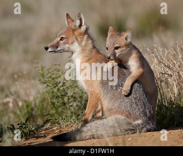 SWIFT-Fuchs (Vulpes Velox) Kit Klettern auf die Füchsin, Pawnee National Grassland, Colorado, Vereinigte Staaten von Amerika, Nordamerika Stockfoto