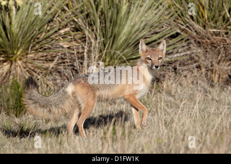 SWIFT-Fuchs (Vulpes Velox) Füchsin Position heraus um zu jagen, Pawnee National Grassland, Colorado, Vereinigte Staaten von Amerika, Nordamerika Stockfoto