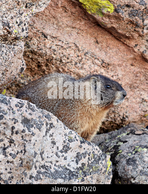 Bauche Murmeltier (Angsthase Murmeltier) (Marmota Flaviventris), Mount Evans, Arapaho-Roosevelt National Forest, Colorado, USA Stockfoto