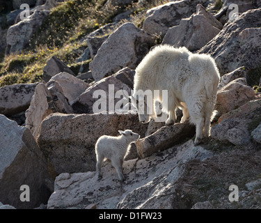 Bergziege (Oreamnos Americanus) Kindermädchen und Kid, Mount Evans, Arapaho-Roosevelt National Forest, Colorado, USA Stockfoto