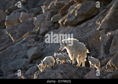 Bergziege (Oreamnos Americanus) Nanny und fünf Kinder, Mount Evans, Arapaho-Roosevelt National Forest, Colorado, USA Stockfoto