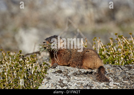 Bauche Murmeltier (Angsthase Murmeltier) (Marmota Flaviventris) mit Nistmaterial, Yellowstone-Nationalpark, Wyoming, USA Stockfoto