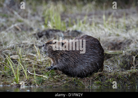 Biber (Castor Canadensis) Essen einen immergrünen Zweig, Yellowstone-Nationalpark, Wyoming, Vereinigte Staaten von Amerika Stockfoto