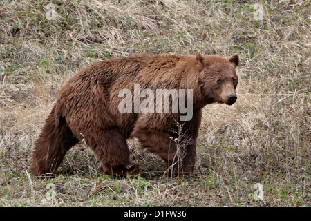 Zimt-farbigen Schwarzbären (Ursus Americanus) Wandern, Yellowstone-Nationalpark, Wyoming, Vereinigte Staaten von Amerika Stockfoto