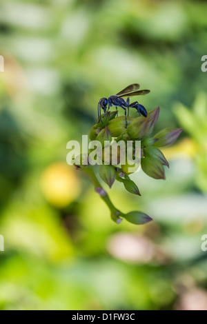 Porträt eines Fehlers Stockfoto