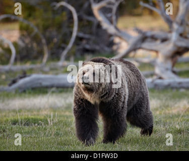 Grizzly Bär (Ursus Arctos Horribilis) Wandern, Yellowstone-Nationalpark, Wyoming, Vereinigte Staaten von Amerika, Nordamerika Stockfoto