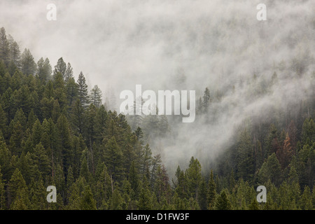 Nebel zu Evergreens, Yellowstone National Park, UNESCO-Weltkulturerbe, Wyoming, Vereinigte Staaten von Amerika, Nordamerika Stockfoto