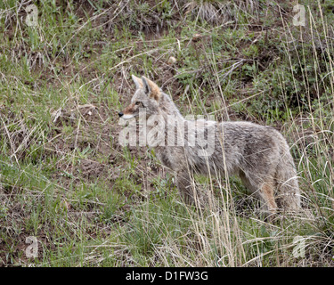 Kojote (Canis Latrans), Yellowstone-Nationalpark, Wyoming, Vereinigte Staaten von Amerika, Nordamerika Stockfoto