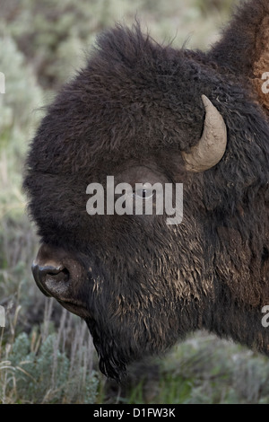 Bisons (Bison Bison) Bull, Yellowstone-Nationalpark, Wyoming, Vereinigte Staaten von Amerika, Nordamerika Stockfoto