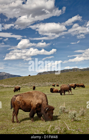 Bisons (Bison Bison) Kühe weiden, Yellowstone-Nationalpark, Wyoming, Vereinigte Staaten von Amerika, Nordamerika Stockfoto