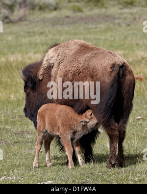 Bisons (Bison Bison) Kuh Krankenpflege ihr Kalb, Yellowstone-Nationalpark, Wyoming, Vereinigte Staaten von Amerika, Nordamerika Stockfoto