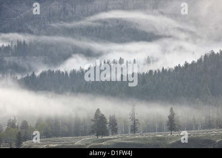 Nebel, die Vermischung mit immergrünen Bäumen, Yellowstone-Nationalpark, Wyoming, Vereinigte Staaten von Amerika, Nordamerika Stockfoto