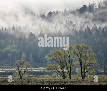 Nebel, die Vermischung mit immergrünen Bäumen mit einige Pappeln, Yellowstone-Nationalpark, Wyoming, Vereinigte Staaten von Amerika Stockfoto