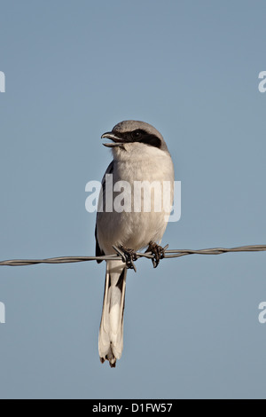 Unechte Würger (Lanius sich), Pawnee National Grassland, Colorado, Vereinigte Staaten von Amerika, Nordamerika Stockfoto