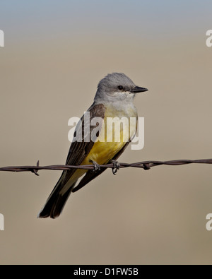 Westlichen Kingbird (Tyrannus Verticalis), Pawnee National Grassland, Colorado, Vereinigte Staaten von Amerika, Nordamerika Stockfoto