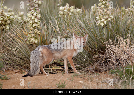 SWIFT-Fuchs (Vulpes Velox) Füchsin in ihr Ställchen, Pawnee National Grassland, Colorado, Vereinigte Staaten von Amerika, Nordamerika Stockfoto