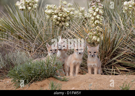 SWIFT-Fuchs (Vulpes Velox) Vixen und drei Kits in ihrer Höhle, Pawnee National Grassland, Colorado, Vereinigte Staaten von Amerika Stockfoto