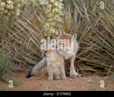 SWIFT-Fuchs (Vulpes Velox) Füchsin Pflege eine Kit, Pawnee National Grassland, Colorado, Vereinigte Staaten von Amerika, Nordamerika Stockfoto