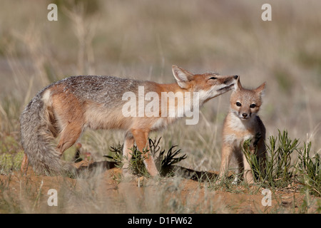 SWIFT-Fuchs (Vulpes Velox) Füchsin Pflege eine Kit, Pawnee National Grassland, Colorado, Vereinigte Staaten von Amerika, Nordamerika Stockfoto