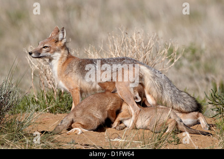 SWIFT-Fuchs (Vulpes Velox) Füchsin Krankenpflege ihre vier jungen in ihrer Höhle, Pawnee National Grassland, Colorado, Vereinigte Staaten von Amerika Stockfoto