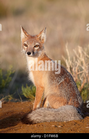 SWIFT-Fuchs (Vulpes Velox), Pawnee National Grassland, Colorado, Vereinigte Staaten von Amerika, Nordamerika Stockfoto