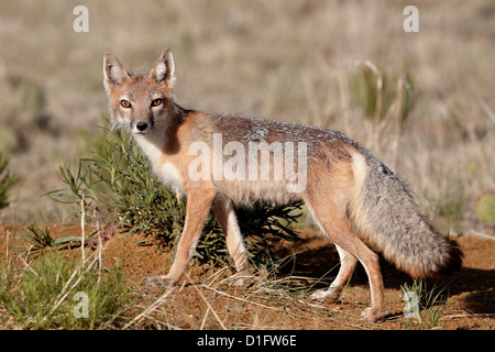 SWIFT-Fuchs (Vulpes Velox), Pawnee National Grassland, Colorado, Vereinigte Staaten von Amerika, Nordamerika Stockfoto