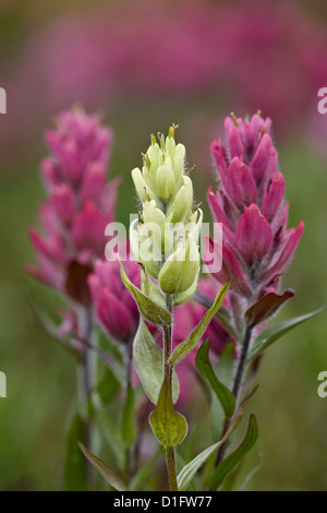 Cutleaf Gänseblümchen (Erigeron Compositus) und Schwefel Pinsel (Castilleja Sulphurea), San Juan National Forest, Colorado, USA Stockfoto