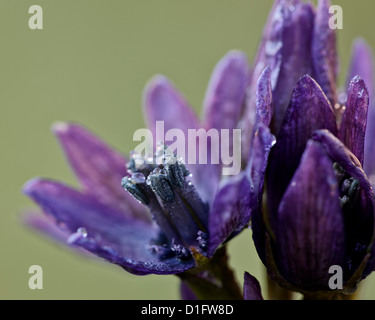 Sterne Enzian (Felwort) (Swertia Perennis), San Juan National Forest, Colorado, Vereinigte Staaten von Amerika, Nordamerika Stockfoto