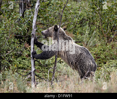 Grizzly Bär (Ursus Arctos Horribilis) treibt über ein toter Baum, Glacier National Park, Montana, Vereinigte Staaten von Amerika Stockfoto