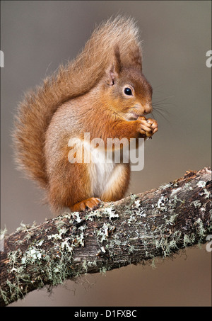 Europäische Eichhörnchen füttern auf Tree Branch Cairngorms Nationalpark Stockfoto