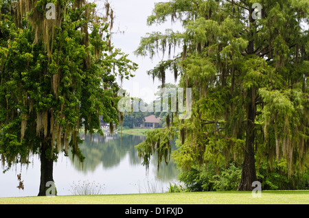 Spanish Moss, Orlando, Florida, Vereinigte Staaten von Amerika, Nordamerika Stockfoto