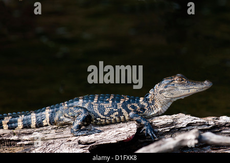 Amerikanischer Alligator (Alligator Mississippiensis), Everglades, Florida, Vereinigte Staaten von Amerika, Nordamerika Stockfoto