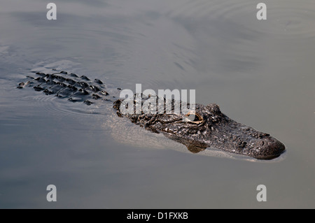 Amerikanischer Alligator (Alligator Mississippiensis), Everglades, Florida, Vereinigte Staaten von Amerika, Nordamerika Stockfoto