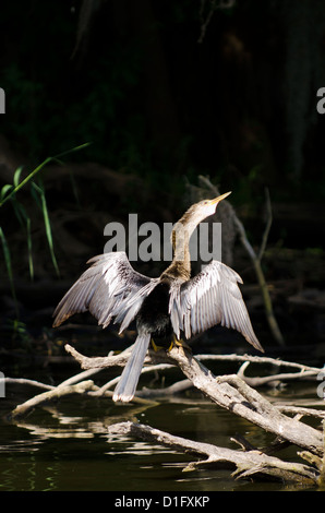 Anhinga (Anhinga Anhinga), Everglades, UNESCO World Heritage Site, Florida, Vereinigte Staaten von Amerika, Nordamerika Stockfoto