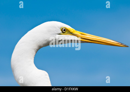 Silberreiher (Ardea Alba), Everglades, Florida, Vereinigte Staaten von Amerika, Nordamerika Stockfoto