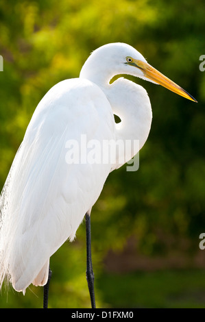 Silberreiher (Ardea Alba), Everglades, Florida, Vereinigte Staaten von Amerika, Nordamerika Stockfoto