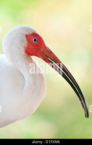Weißer Ibis (Eudocimus Albus), Everglades, Florida, Vereinigte Staaten von Amerika, Nordamerika Stockfoto