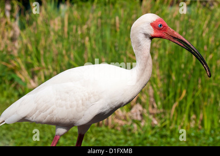 Weißer Ibis (Eudocimus Albus), Everglades, Florida, Vereinigte Staaten von Amerika, Nordamerika Stockfoto