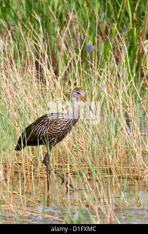 Limpkin (Aramus Guarauna), Everglades, Florida, Vereinigte Staaten von Amerika, Nordamerika Stockfoto