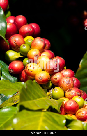 Kaffeeanbau, Santiago Atitlan, Guatemala, Mittelamerika Stockfoto