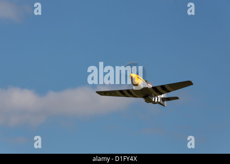 Mustang wilder Frankie in Goodwood Stockfoto