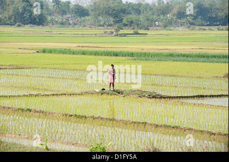 Reisbauer Durchführung am frühen Morgen Puja in seinem Reisfeld, ländlichen West Bengalen, Indien, Asien Stockfoto