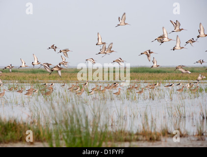 Strandläufer, Stelzen und Rotschenkel flüchten aus der flachen Feuchtgebiet Wasser am Ufer des Sees Chilika, Orissa, Indien, Asien Stockfoto