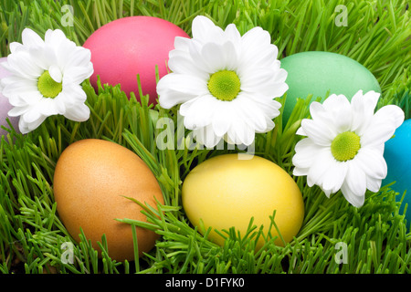 Konzept des Osterfestes Eiern auf grünem Rasen und strohgelb mit Blumen Hintergrund Stockfoto