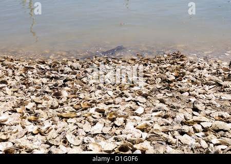 Stock Foto von Austernschalen am Strand in Marenes Frankreich Stockfoto