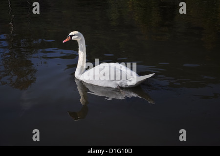 Ein weißer Schwan schwimmt in einem Spiegelbild Teich. Stockfoto